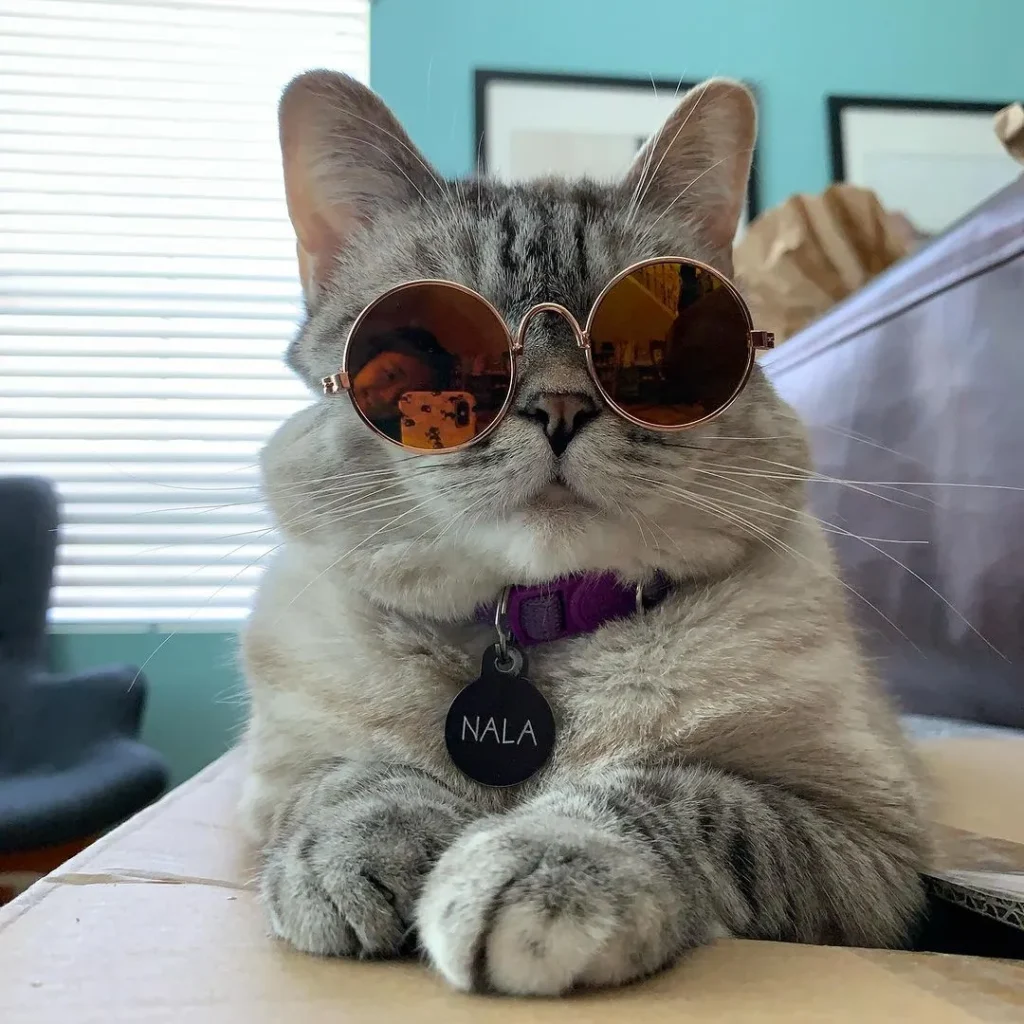 meet nala cat: the instagram star with a ton of fo - tymoff